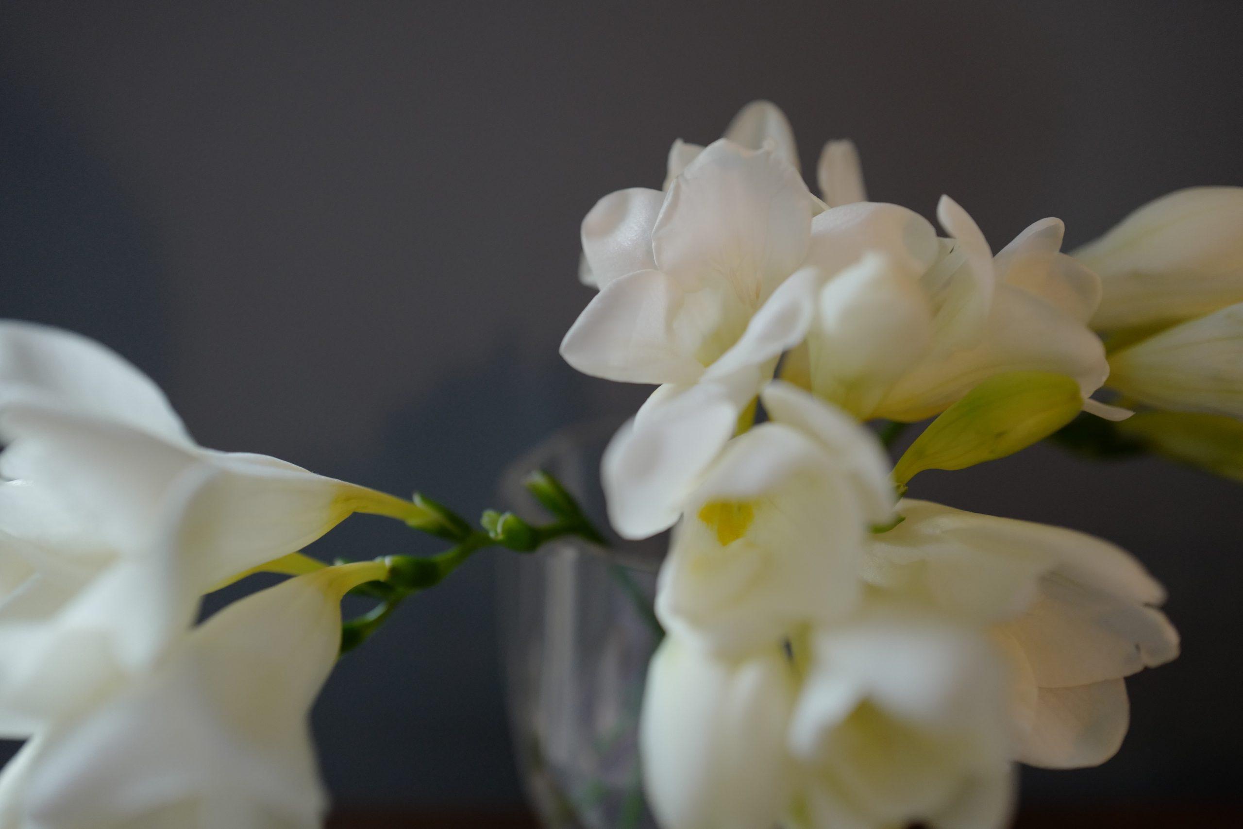 Nahaufnahme von weißen Blumen