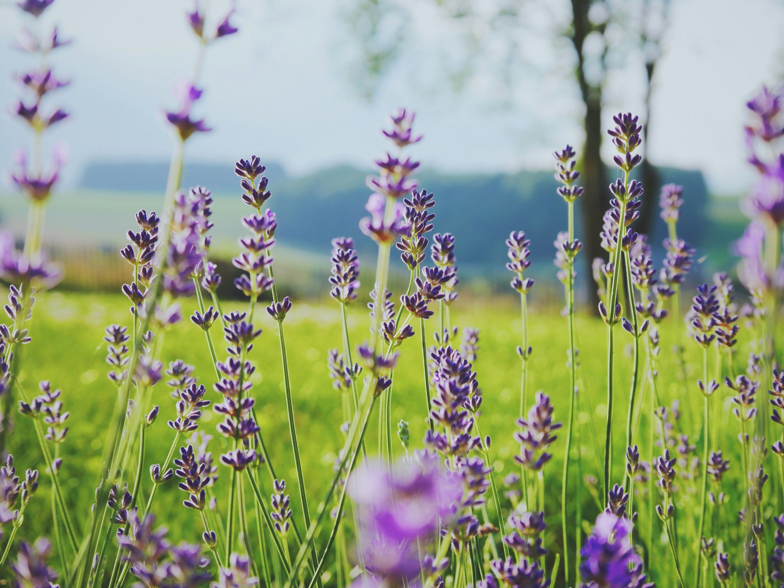 Lavendelblüten vor Alpenlandschaft