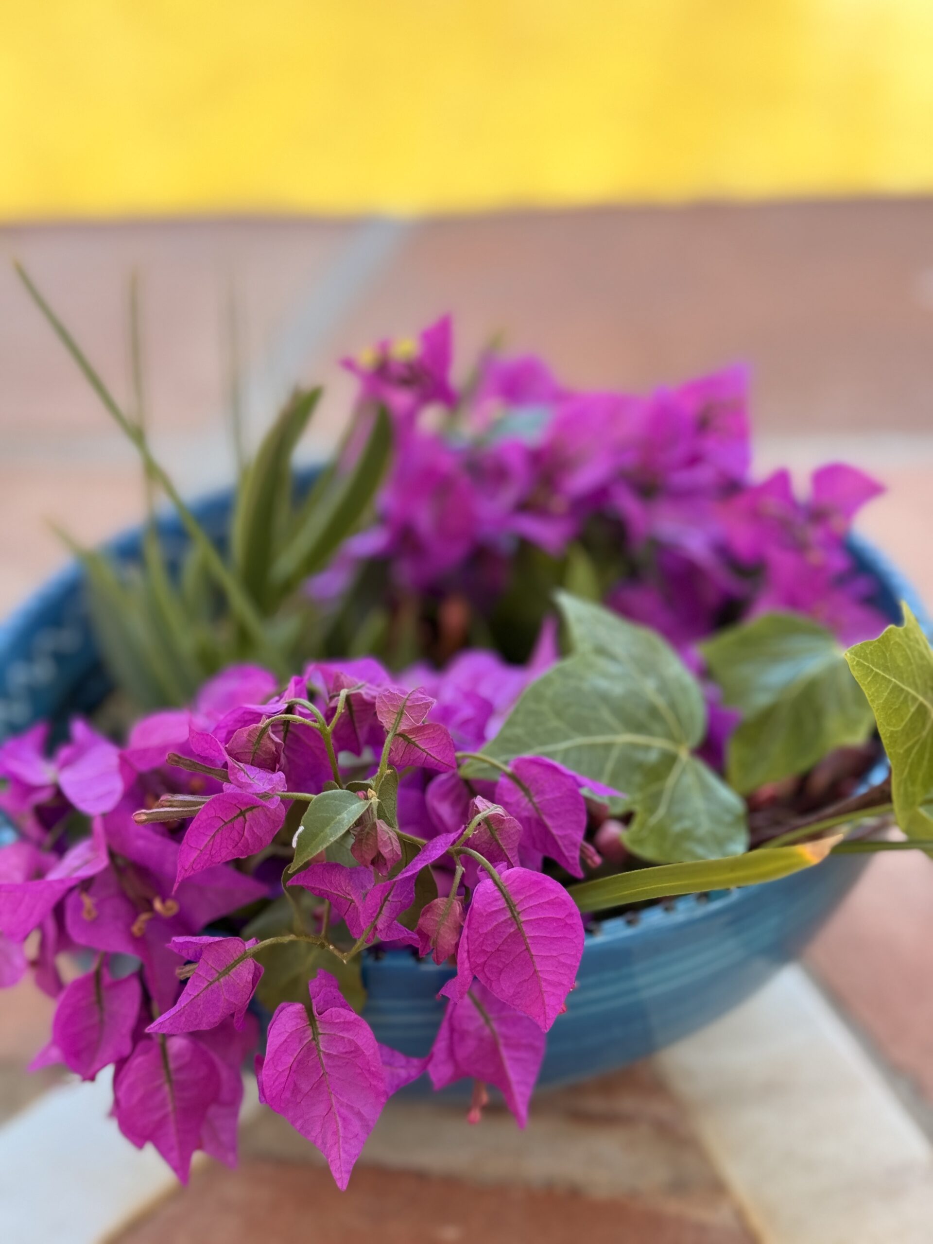lila Blumen in einer blauen Schale