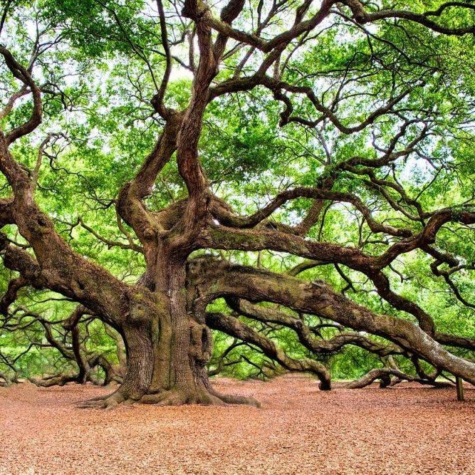 oak-tree-2018822_1280